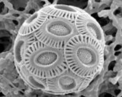 Coccolithophores